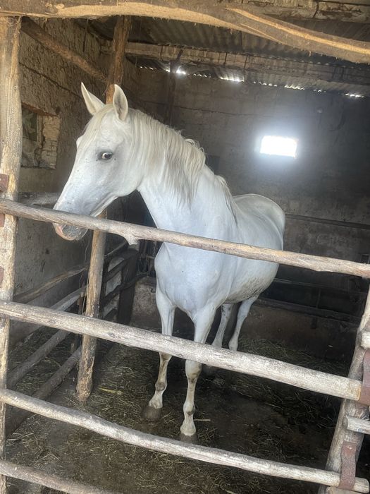 Egua cruzada de lusitano