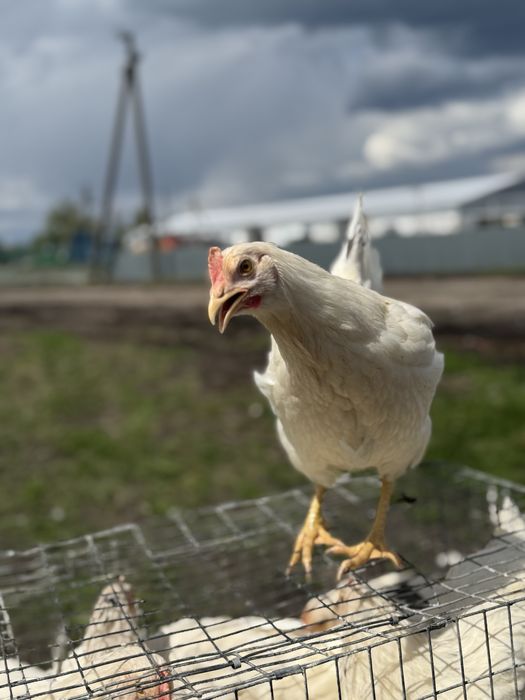 Молодка 4.5 мес, ломан сенди