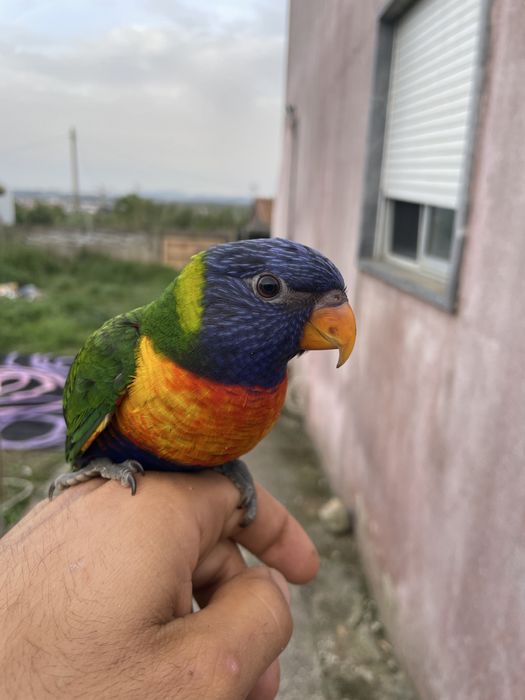 Loris criado a papa muito meigo