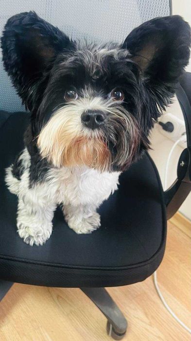 Бівер-йорк, шукає дівчинку для в'язки