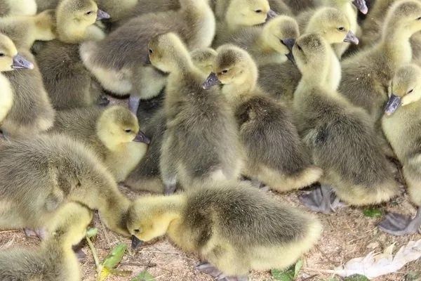 Гусенята породи Велика сіра