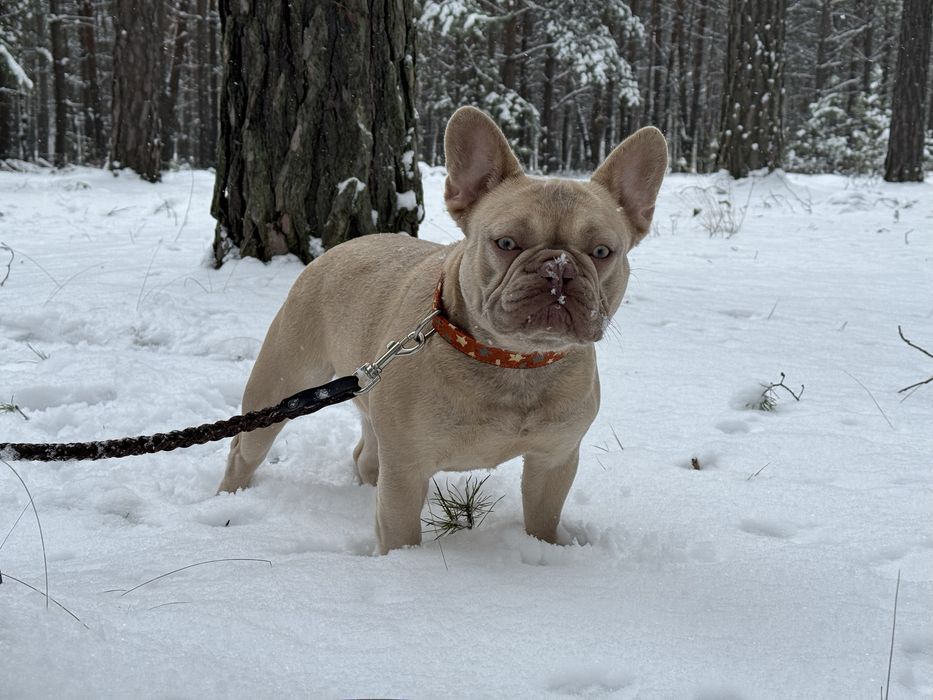 Ізабелла фавн доросла дівчинка французського бульдога