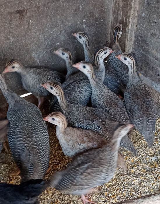 Fracas , Galinha Angola, Pintadas, pintos de 1 mês