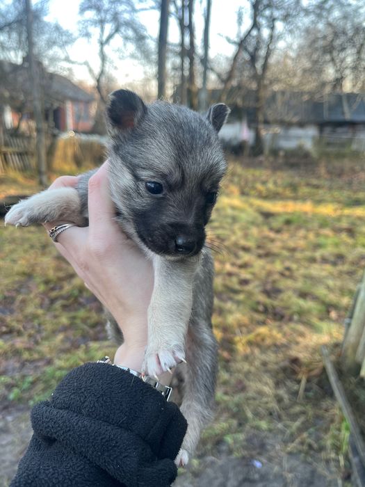 Щеня у добрі руки