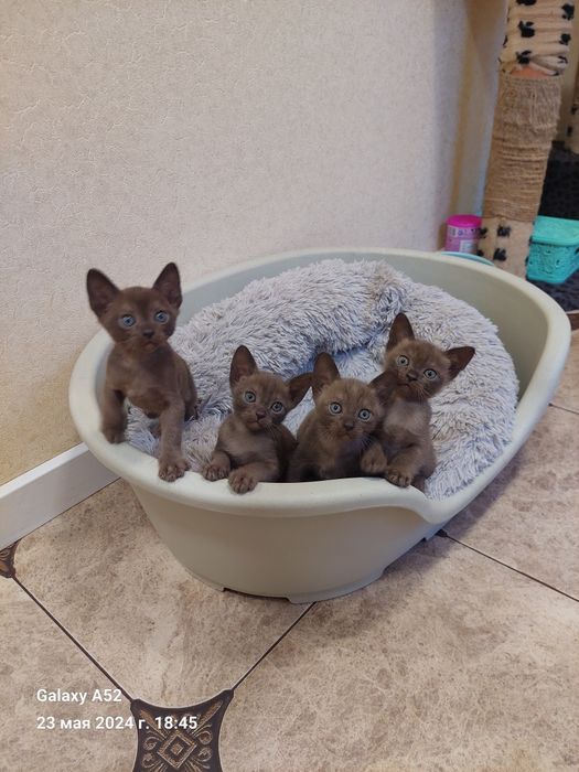 Европейская бурма.  Бурманские котята.