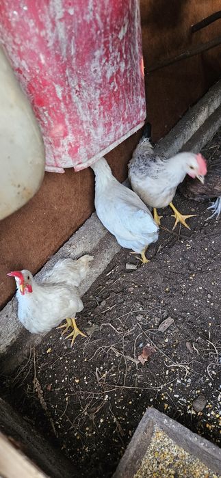 Garnizos rabo de leque várias cores e idades