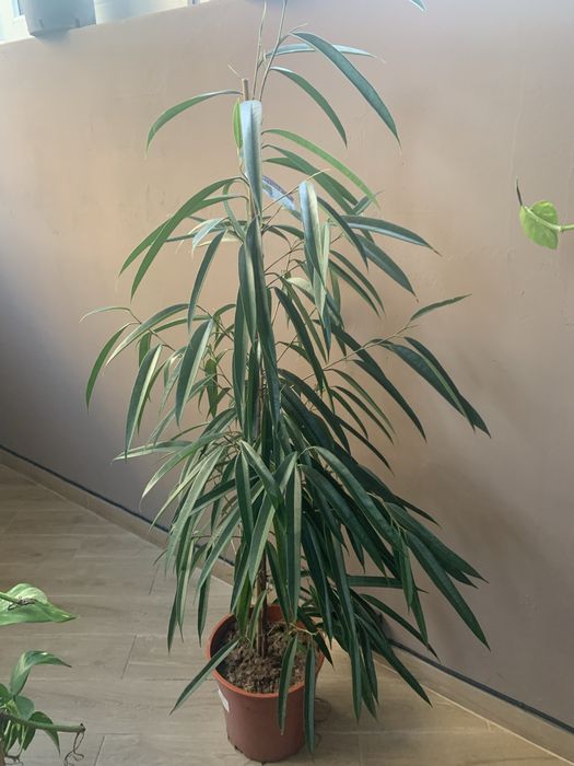 Фікус Алі вис 1,70 Акція