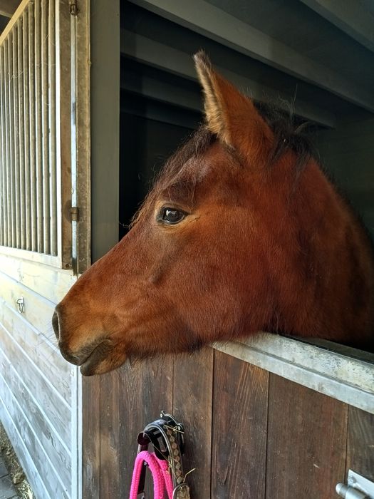 Klacz huculska 4 letnia