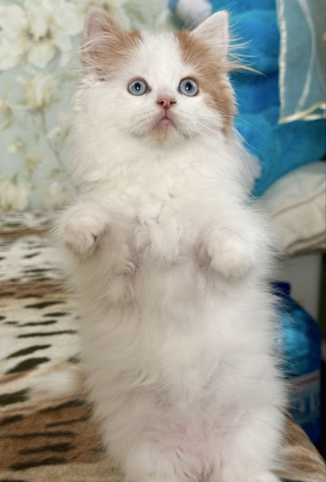 Синьоокий  шотландський красень