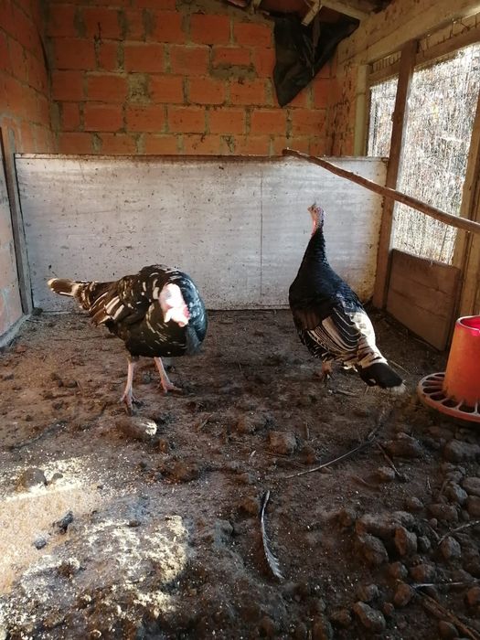 Vendo Casal de perus
