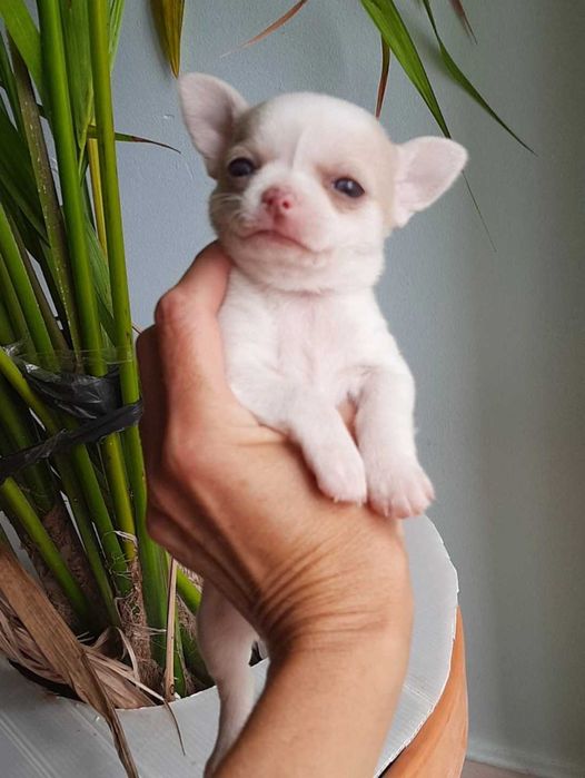 Fêmea chihuahua mini toy