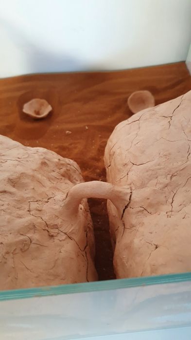 Terrarium dla mrówek z gipsu