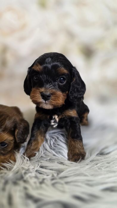 Cavapoo XXS Mini Jedyny taki, unikatowe umaszczenie Black and Tan, wyprawka, badania, hodowla z tradycją