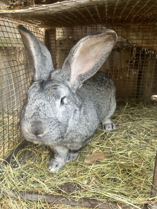 Кролик серый великан