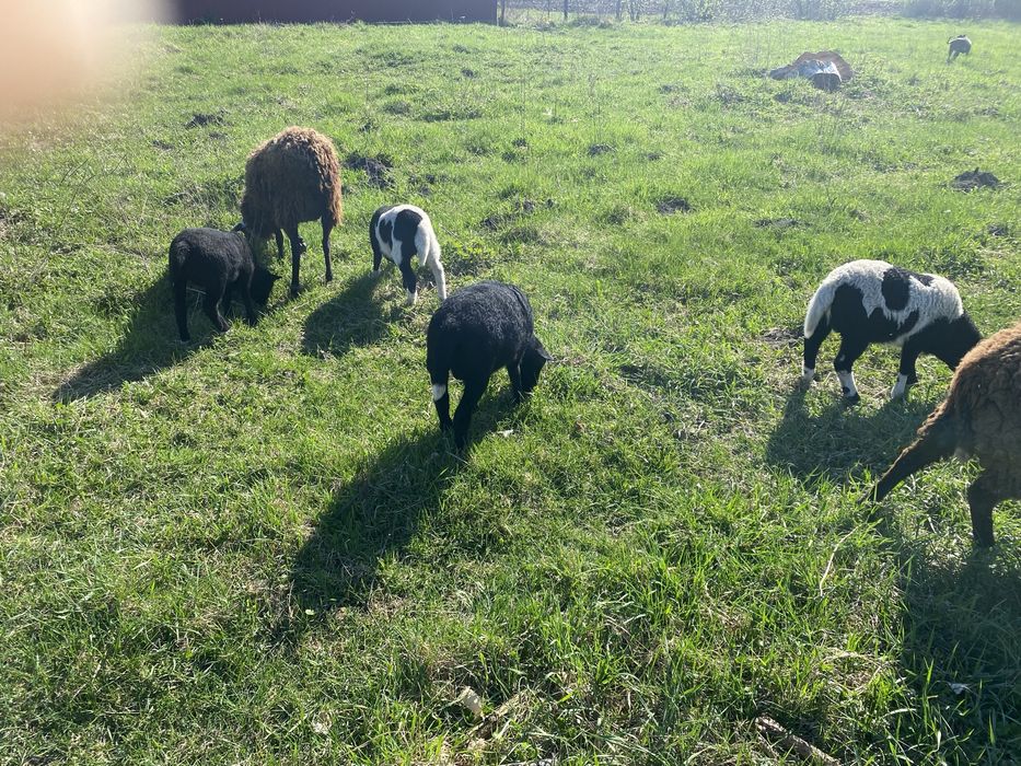 Продаємо ягнят кроси ( дорпер/романівстка)