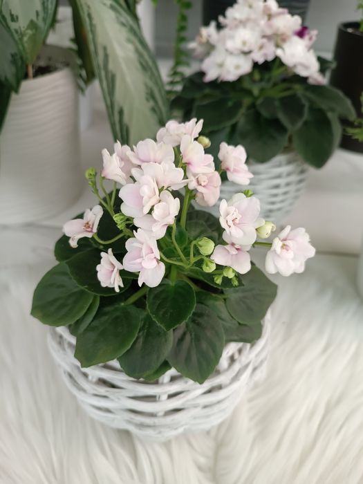 Продам дітки та квітучі фіалки різних сортів