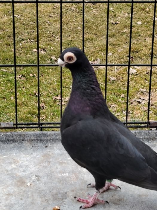 Gołębie ozdobne Brodawczak Polski samica