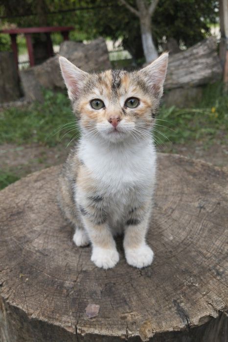 Кошенята 1,5 міс