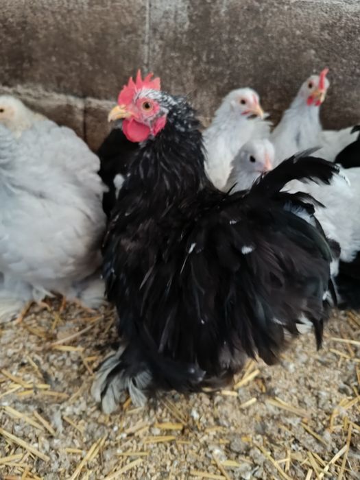 Pekins black mottled