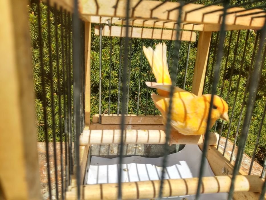 Kanarki rasy Orfeusz, Glostery,harceńskie i innch ras na  śpiew  l