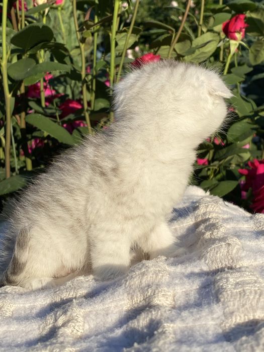 Срібний круасанчик, скотіш фолд