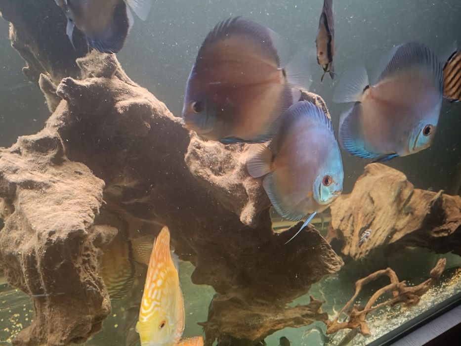 Paletki dyskowce całą obsada