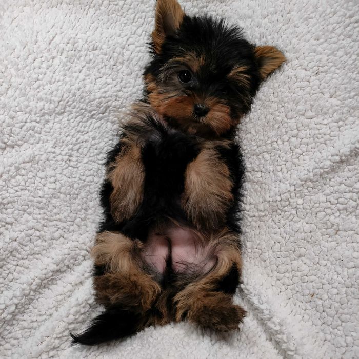 Цуценята йорка мікро, міні ,мілкий стандарт