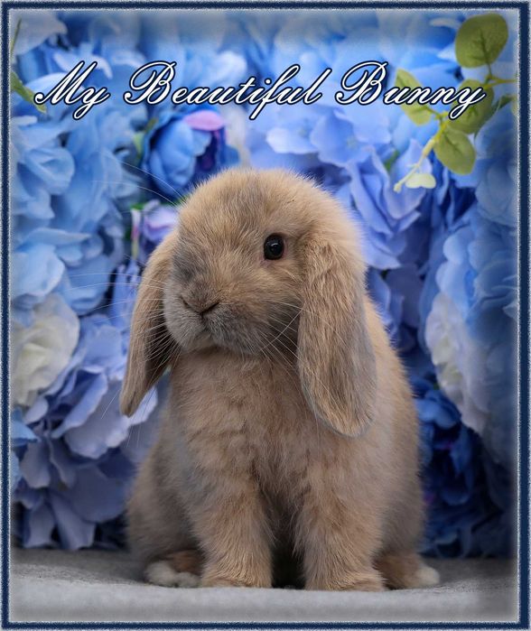 Młody Królik Mini Lop - Harlequin