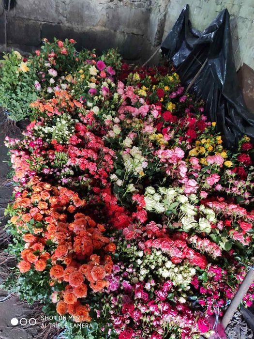 Саджанці троянд. Кусты роз оптом