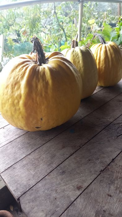 Abóboras caseiras