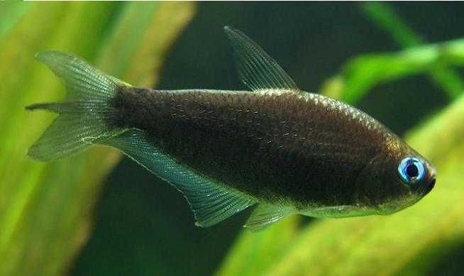 Cesarska tetra czarna - Nematobrycon palmeri