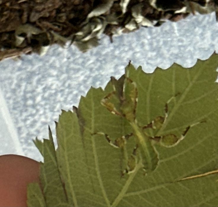 Oddam liśce - Phyllium philippinicum