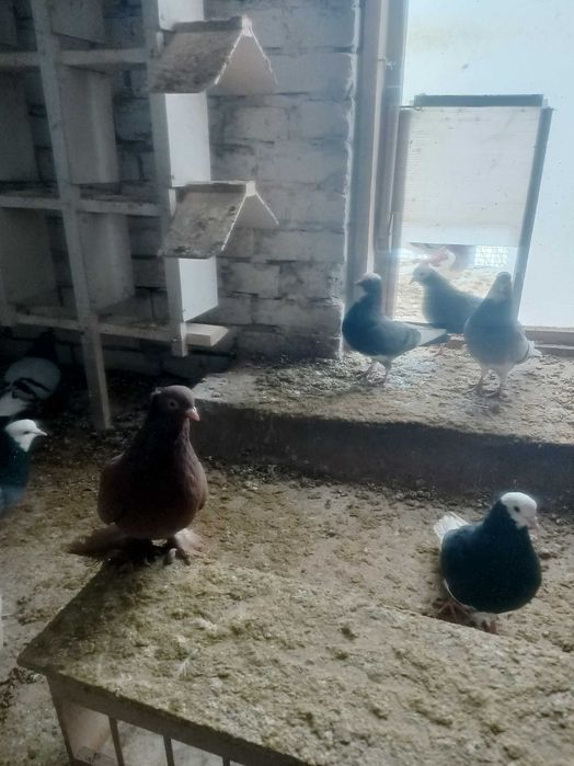 Gołębie wywrotki wschodniopruskie