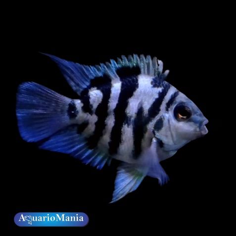 Papagaio Tiger Blue Sapphire Amphilophus citrinellus