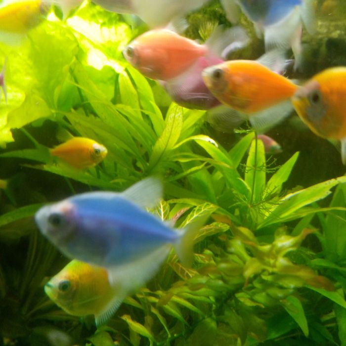 Аквариумные рыбки в ассортименте.
