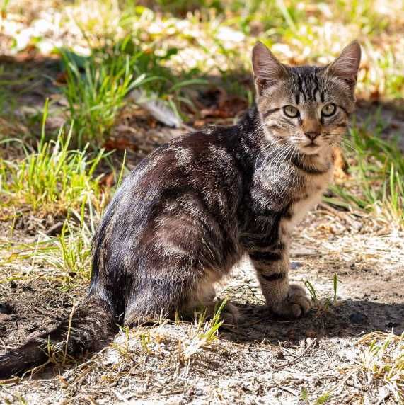 котята полосатые ищут дом