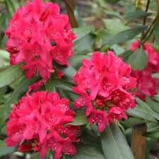 Rododendron 'Nova Zembla' - różanecznik cena 55 zł