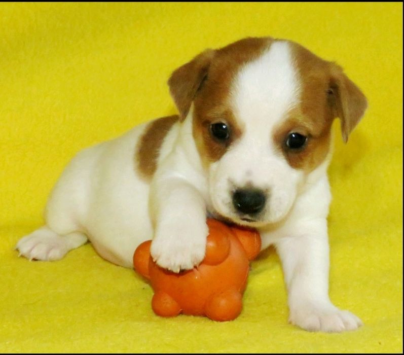 Джек Рассел тер'єр з документами клубу КСУ