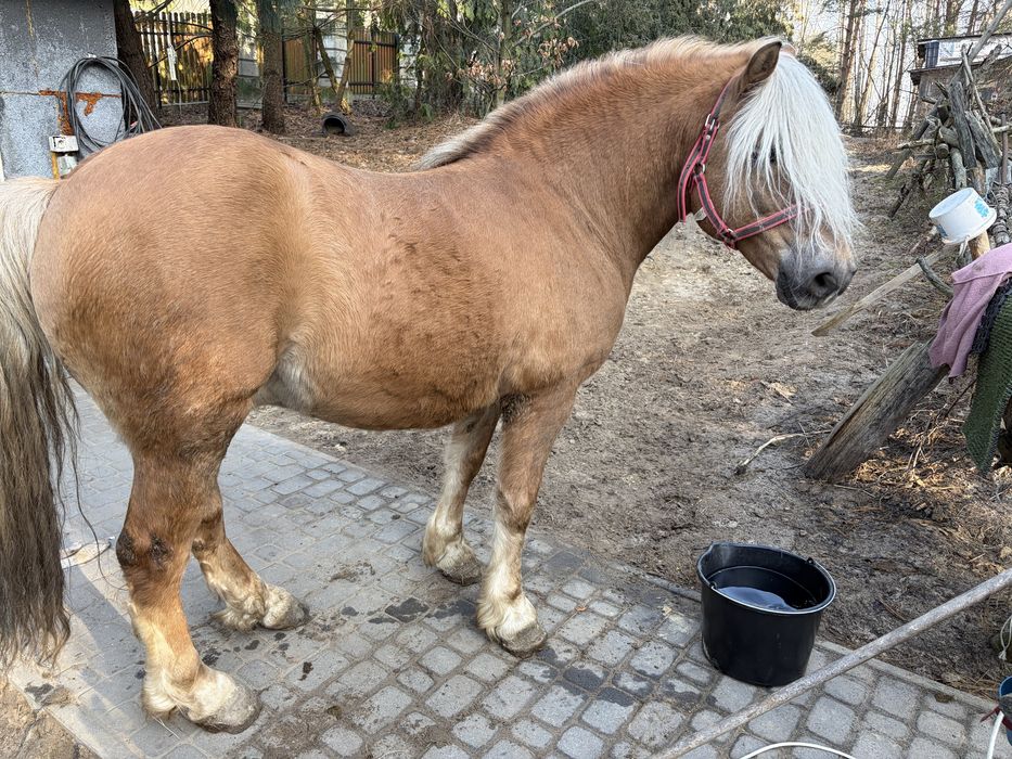 Haflinger -sprzedam nie komercyjnie