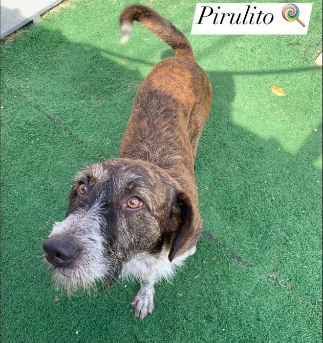 Cão porte grande muito meigo adoção responsável