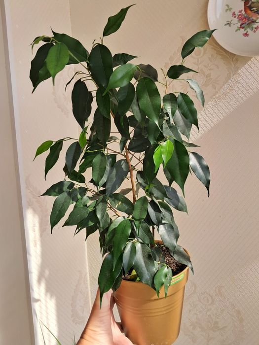 Фикус Бенжамена.