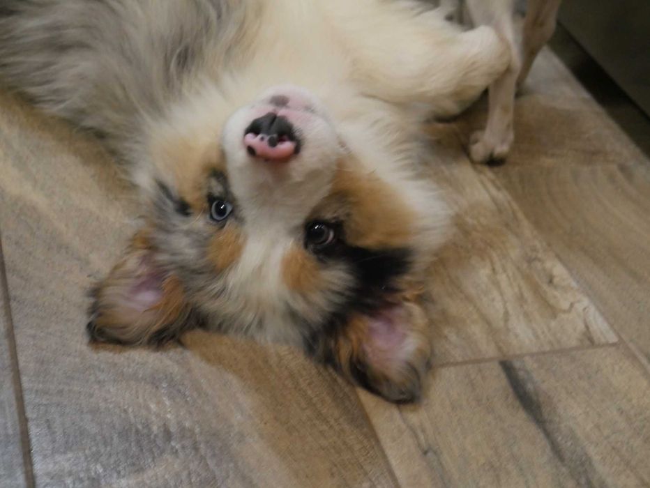 Border Collie Blue Merle Tri Color