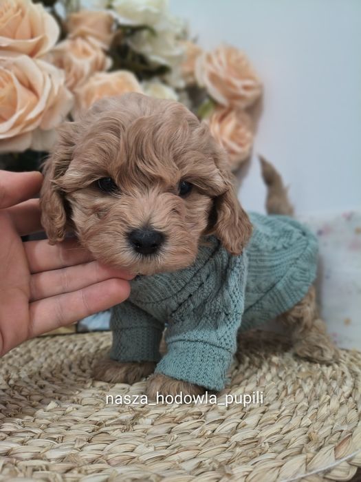Maltipoo F1  ze sprawdzonej hodowli