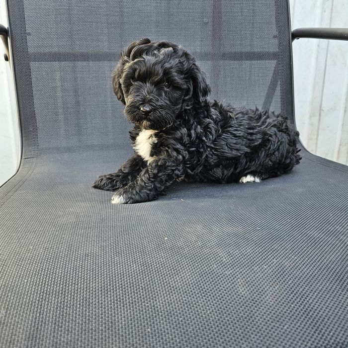 Мальчик мальтипу ф1 готов к переезду