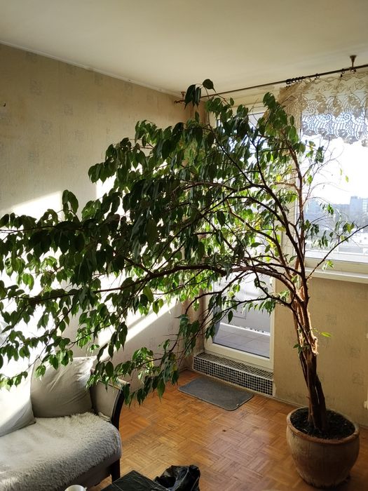 Fiskus Benjamin 24 lata