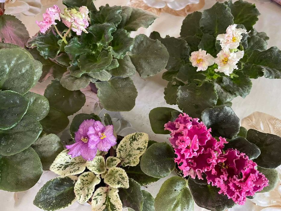 Сортовая фиалка Закат