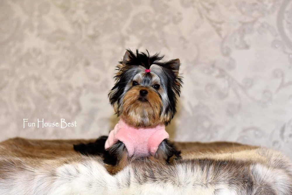 100 % эксклюзивчик - экстра мини девочка йорк!