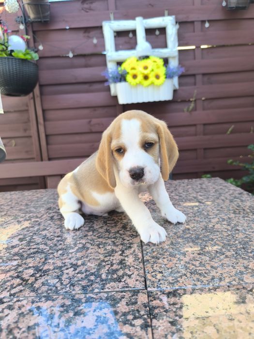 Beagle Frodo odbior sierpień/wrzesień