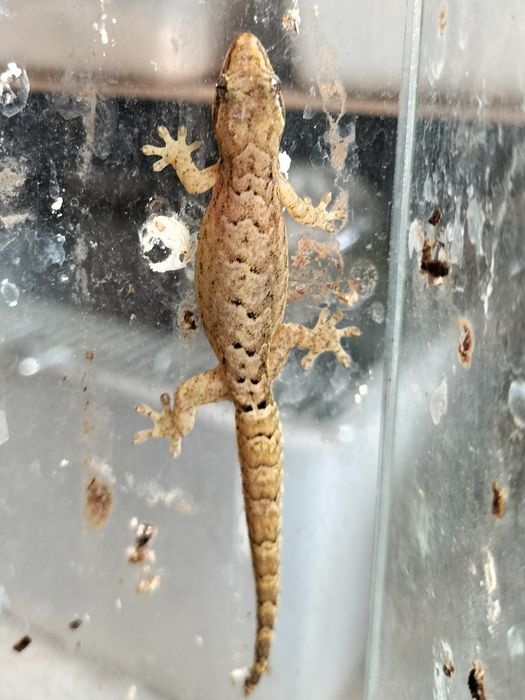 Dorosłe gekony płaczące (Lepidodactylus lugubris)