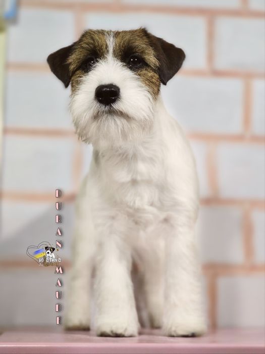 В'язка джек рассел тер'єр